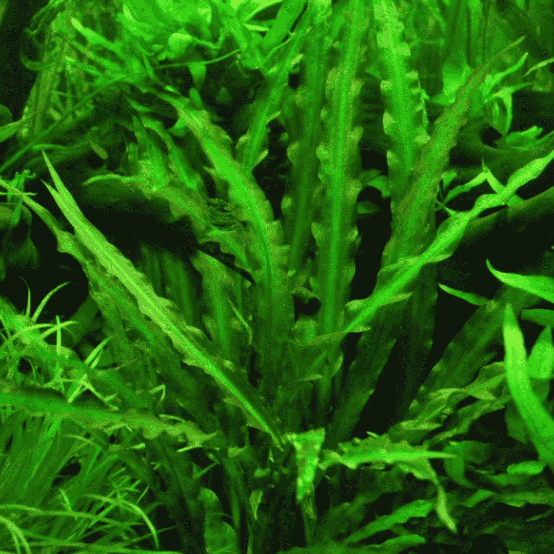 Cryptocoryne spiralis | Pot Live Plant (Offer)