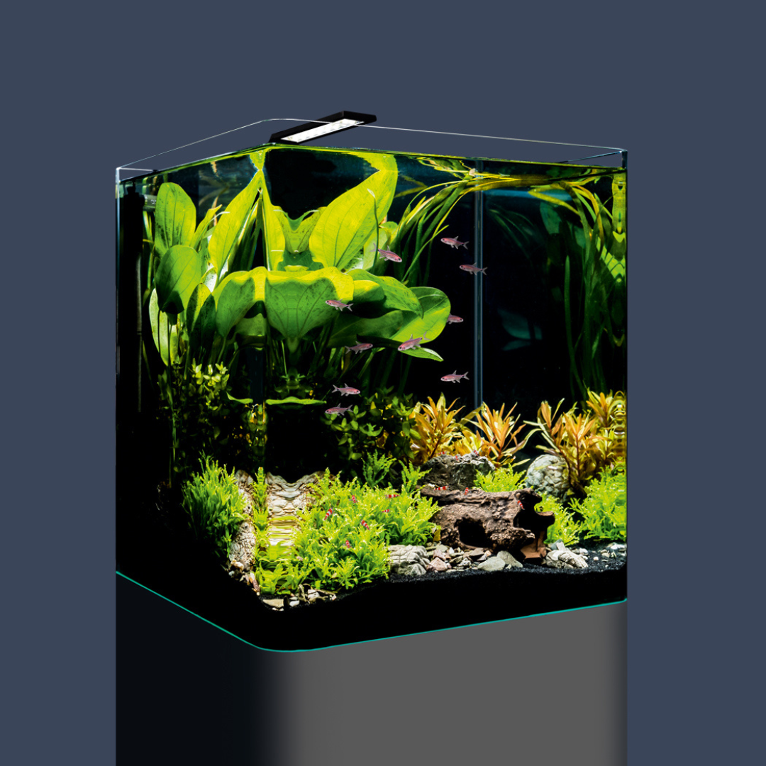 Cubic Molded Extra Clear Open Tank (L*W*H = 12*12*12 inches) | 5mm