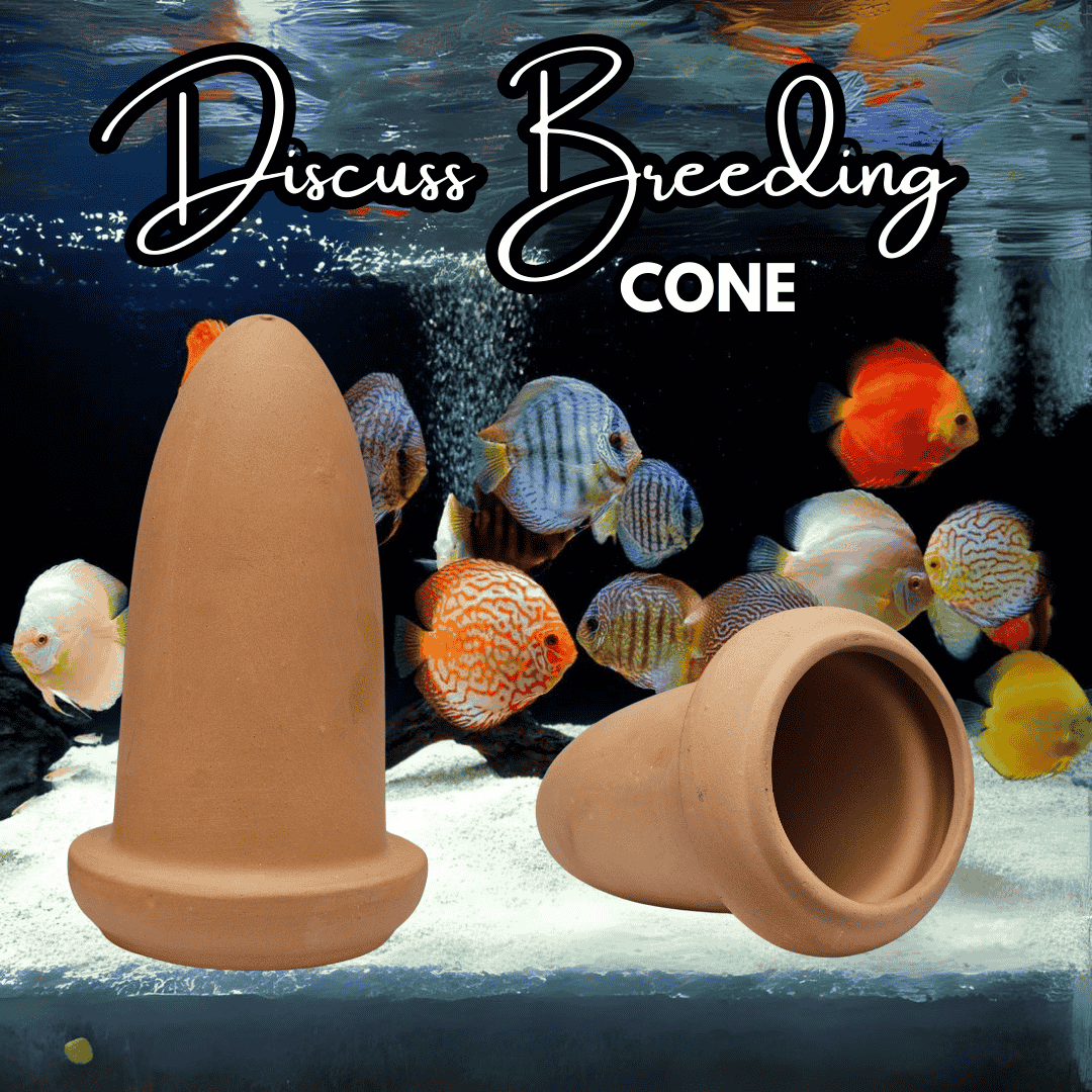 Japanese Clay | Discus Breeding Cone Clay | Single