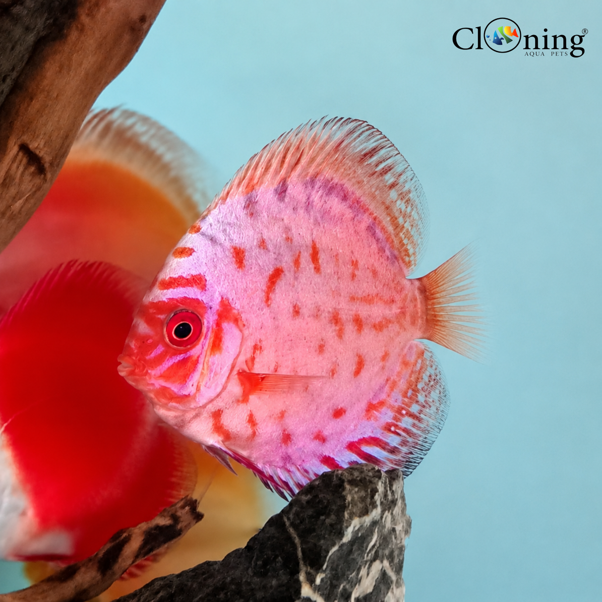 Live Fish Random Discus (6-7 Cms) | Single