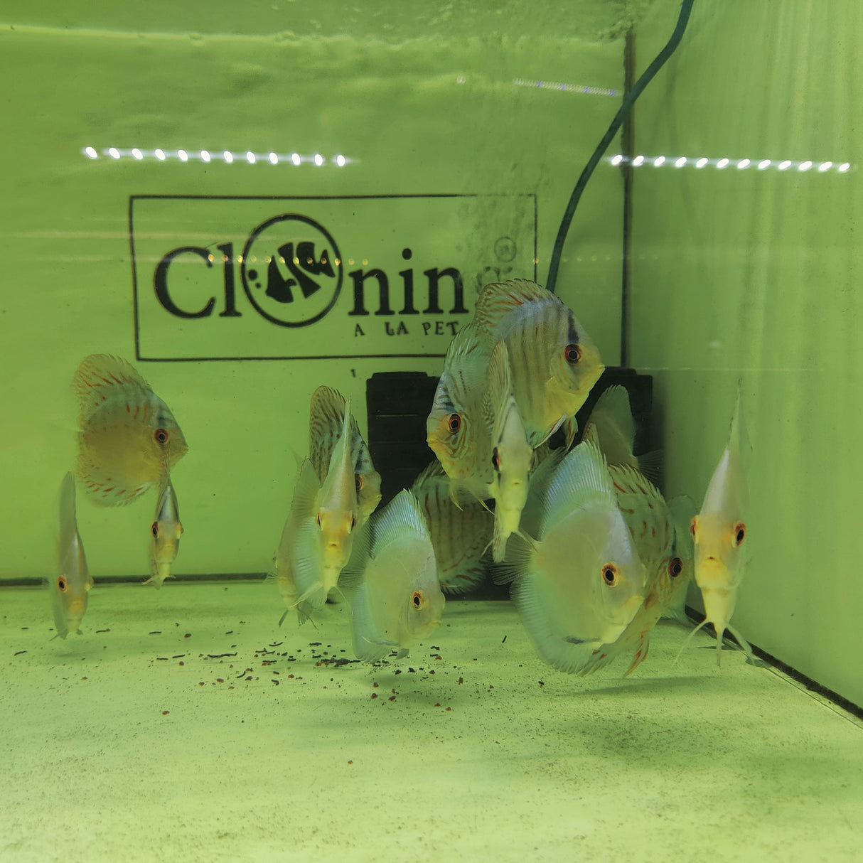 ಟೈಗರ್ ವೈಡೂರ್ಯ ಮೀನು ಚರ್ಚಿಸಿ | 2.5" ರಿಂದ 3" | ಪ್ರತಿ