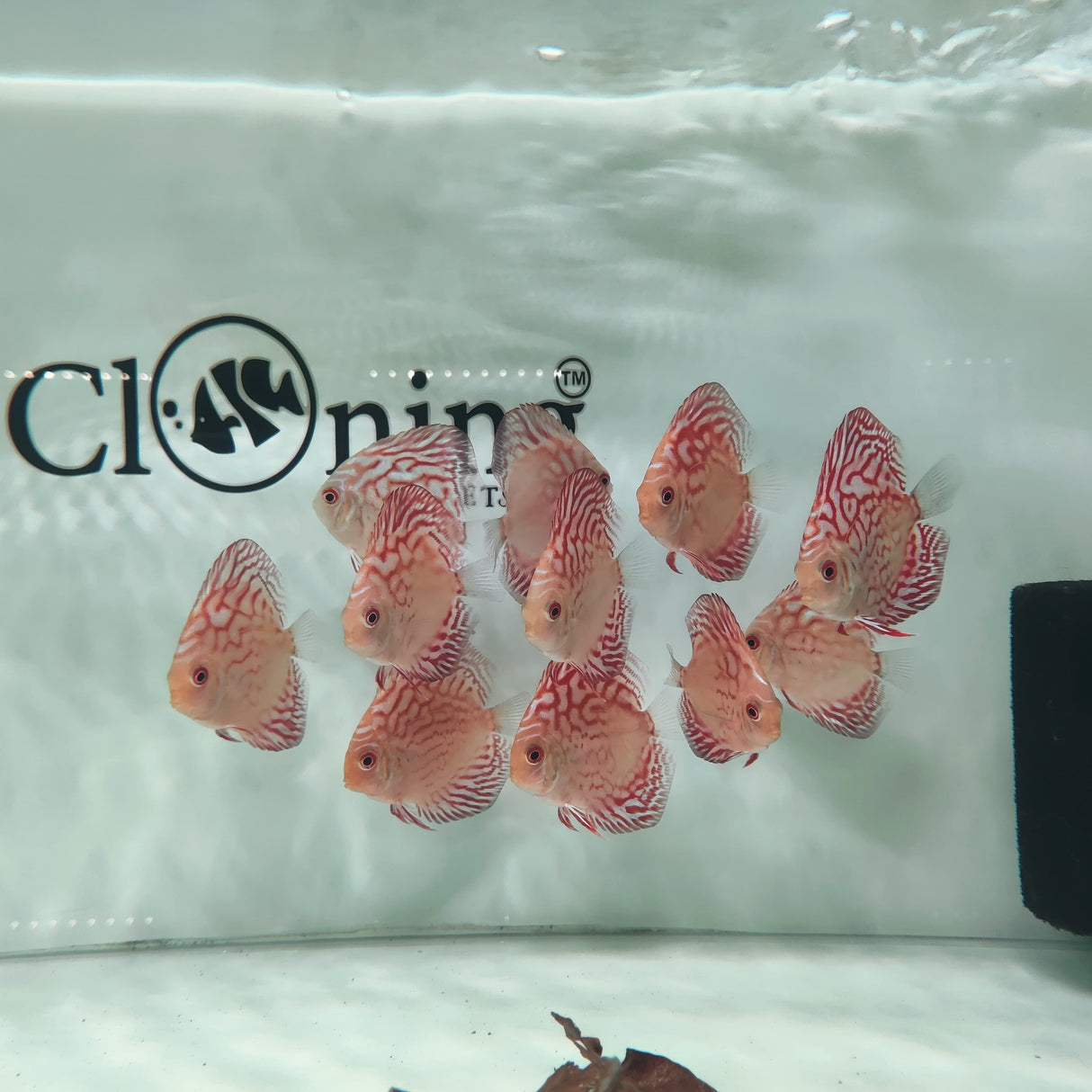 Discuss Red Turquoise Fish (7.5-8.5 cms) | Each