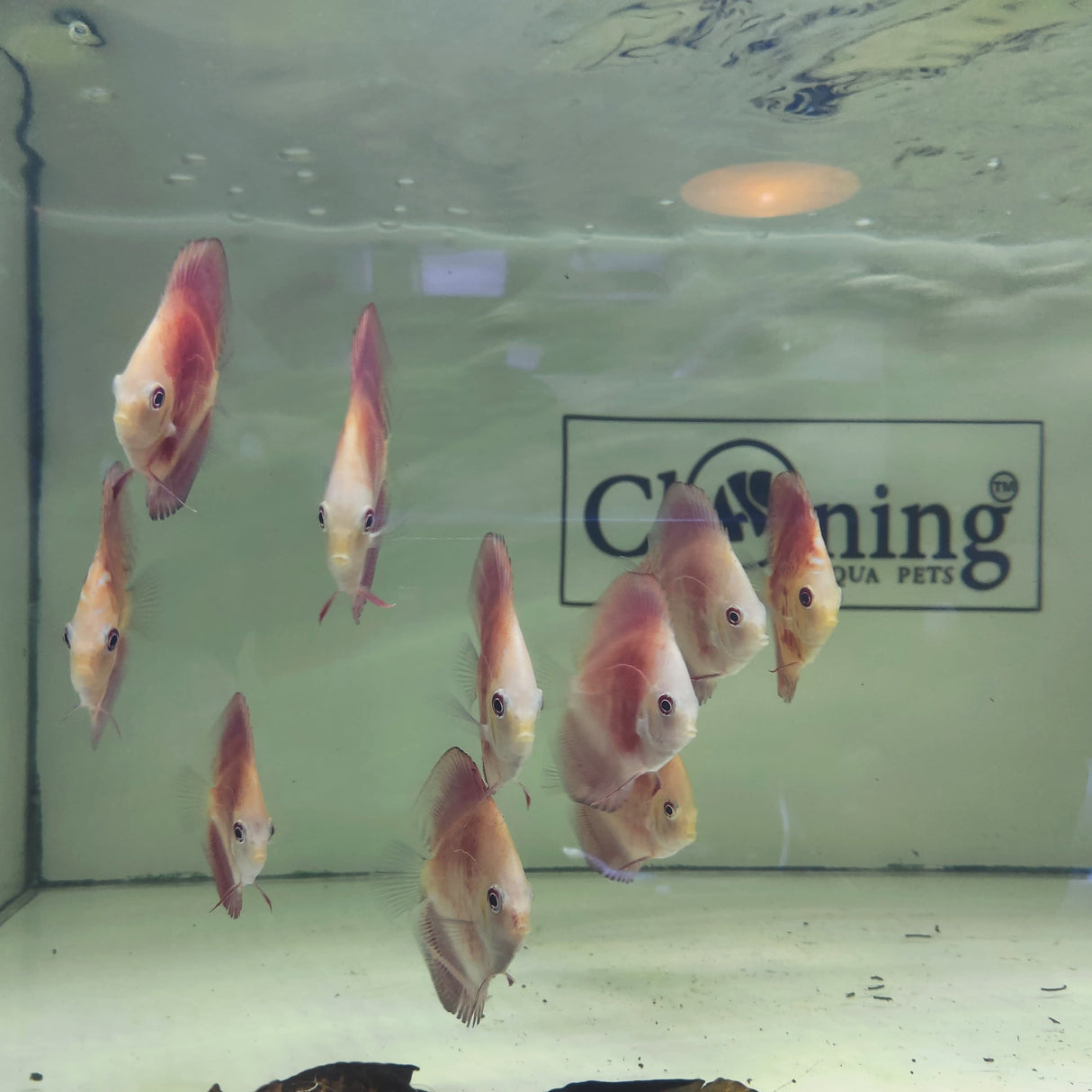 Discuss Ruby Red Fish (7.5-8.5 cms) | Each