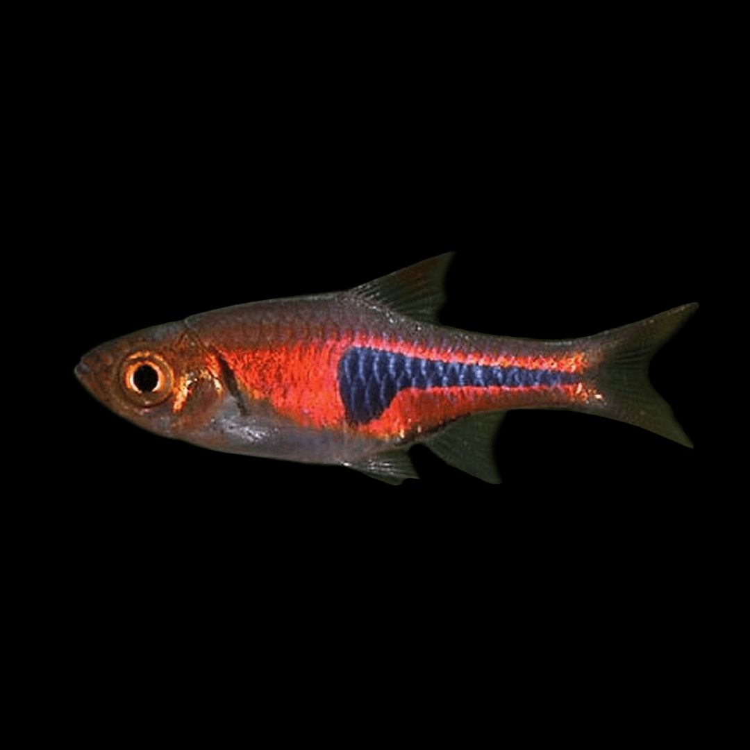 Live Fish Espei Rasbora | Planted Tank Fish | Single