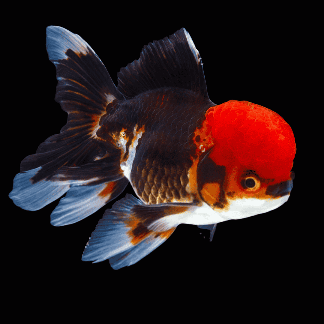 Fancy Gold Red Black Apache Oranda (8-10 Cms) | Single