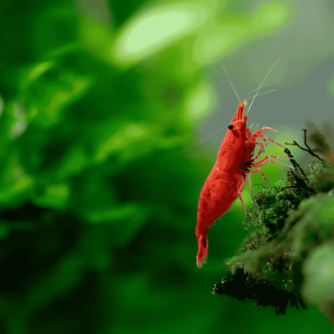 Shrimp Fire Red | Single