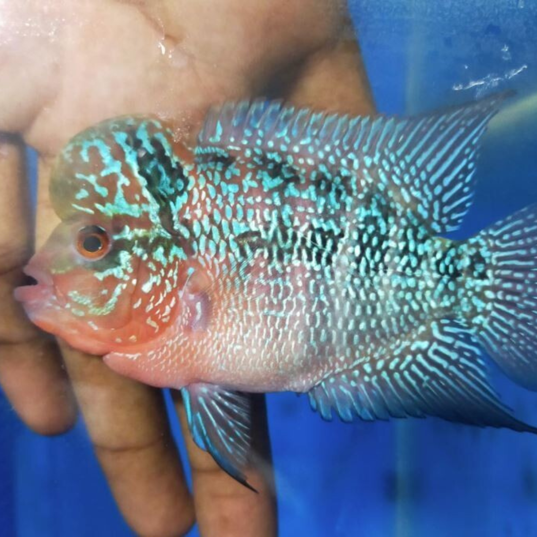 Flower Horn SRD Monster Cock (2.5-3 Inches) | Male