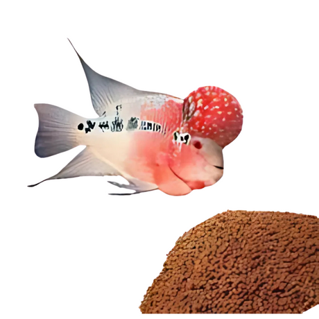 Food Taiyo Bumpy Head 100g