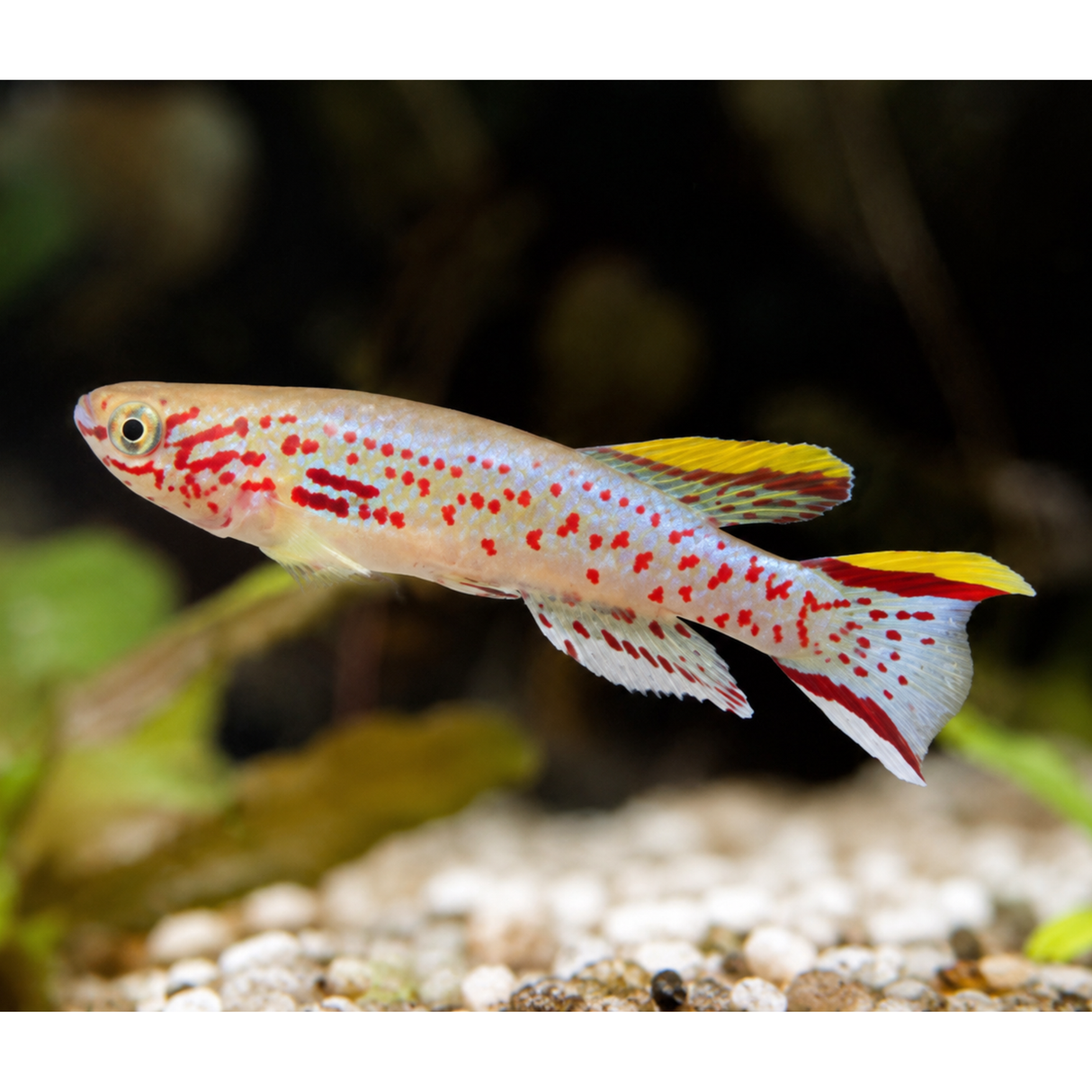 Live Fish Gardineri Kili | Single