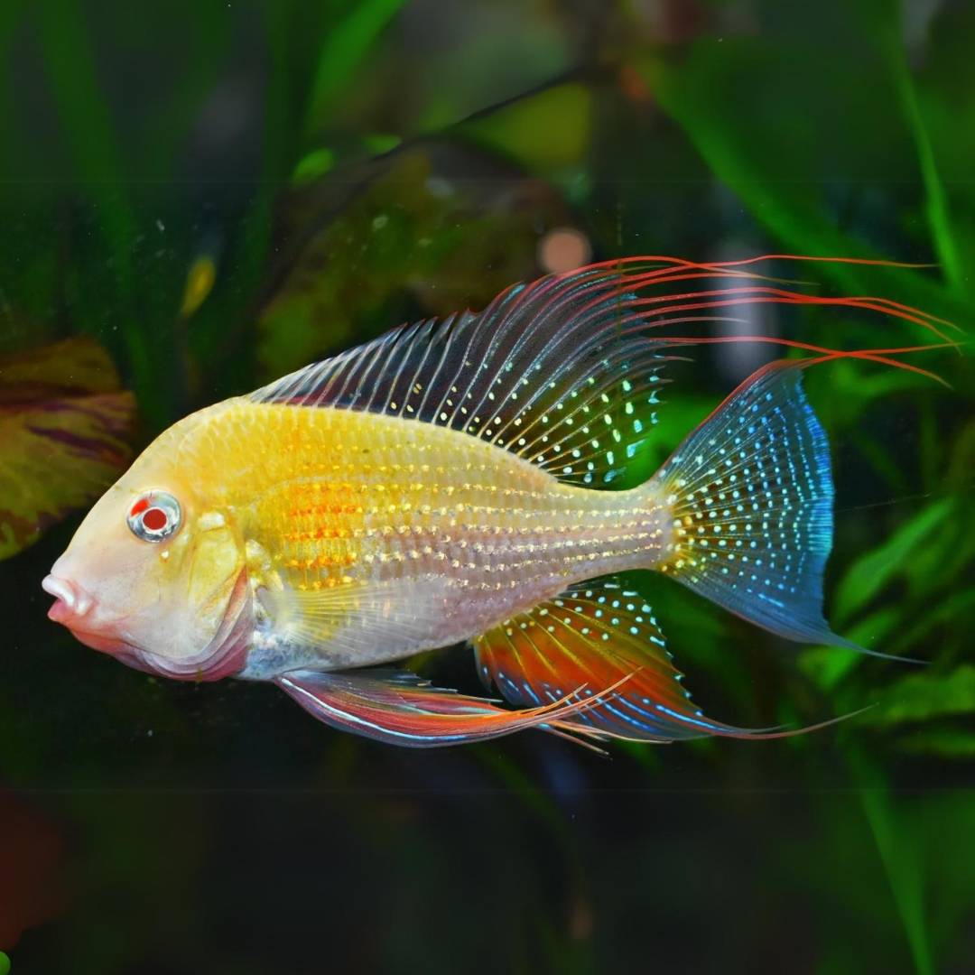 Live Fish Geophagus Albino Heckelii (2-3 Cms) Single