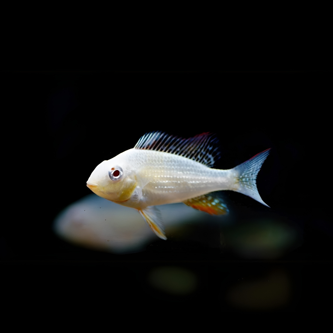Live Fish Geophagus Albino Heckelii (2-3 Cms) Single
