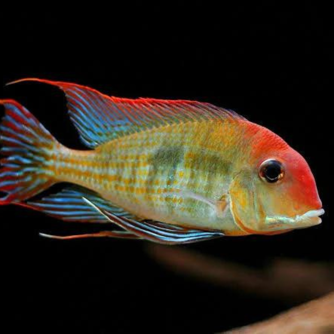 Live Fish Geophagus Red Head Tapajos (5-6 inches) | Single
