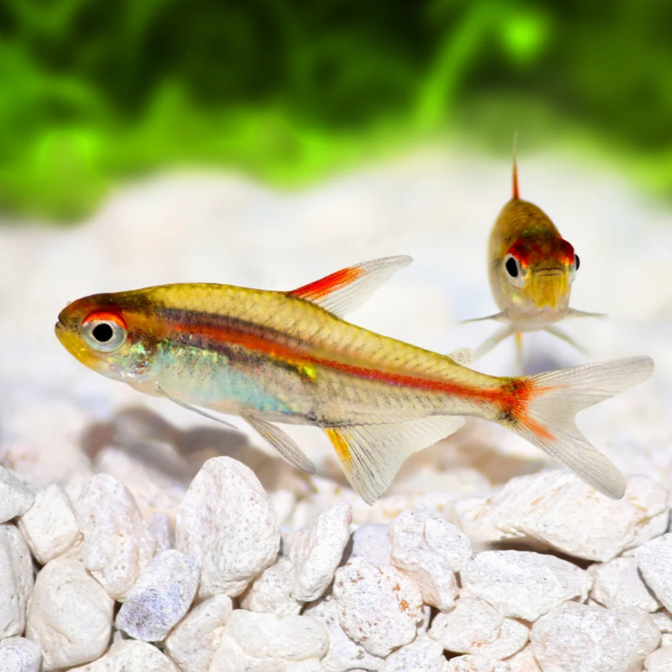 Glow Light Tetra | Planted Tank Fish | Single