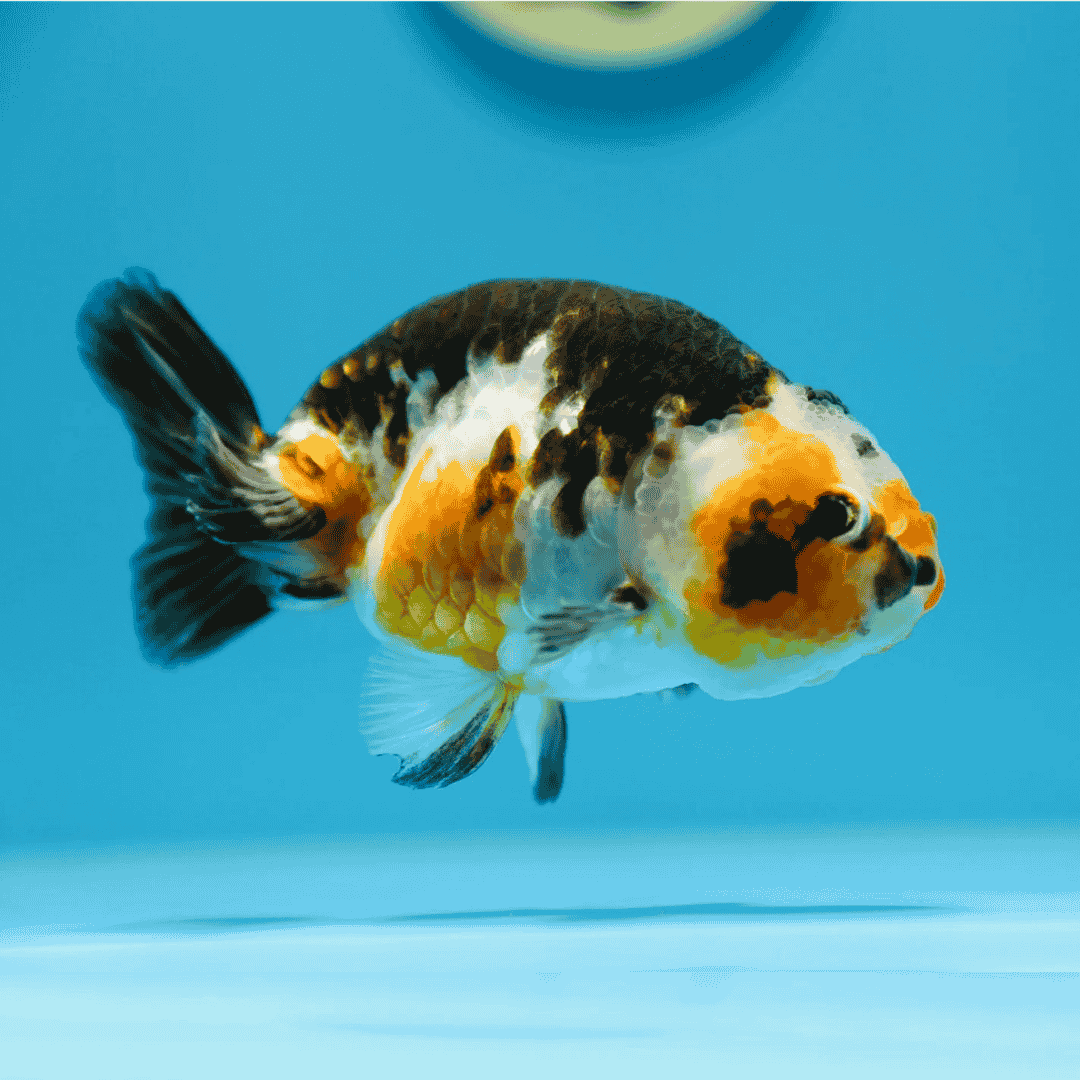 Gold Fish Calico Ranchu (4-5 Cms) | Single