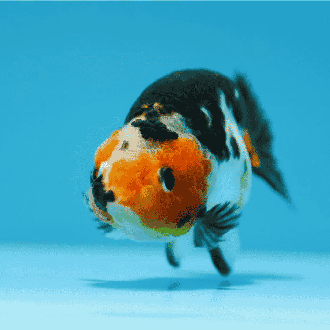 Gold Fish Calico Ranchu (4-5 Cms) | Single