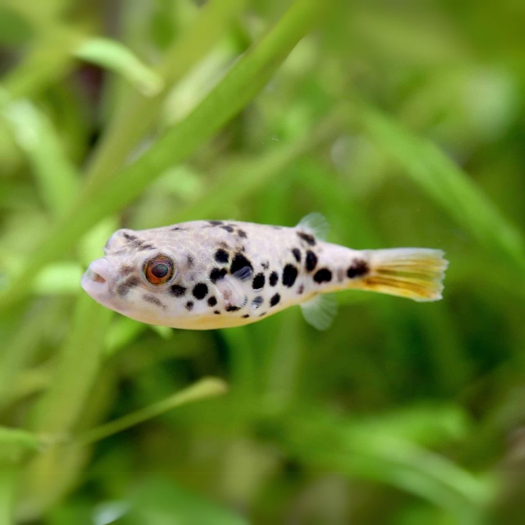 Golden Spotted Puffer (2 Inches) | Single