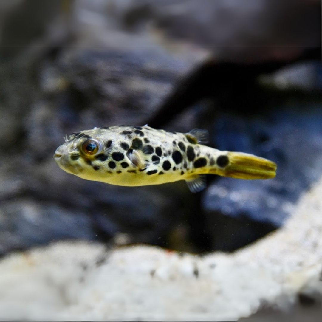 Golden Spotted Puffer (2 Inches) | Single