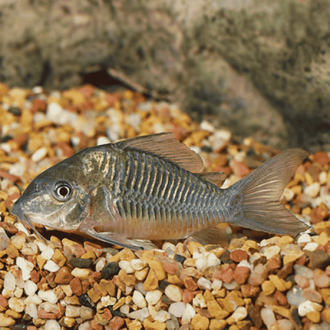 Live Fish Bottom Dweller Green Cory (Offer) | Single