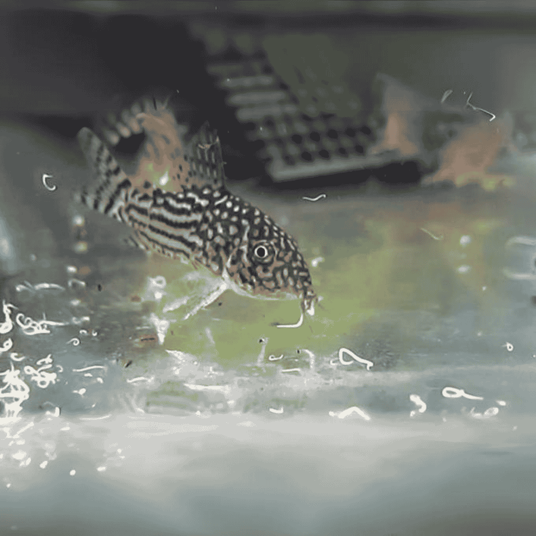 Grindal Worms Starter Culture - Live Pack