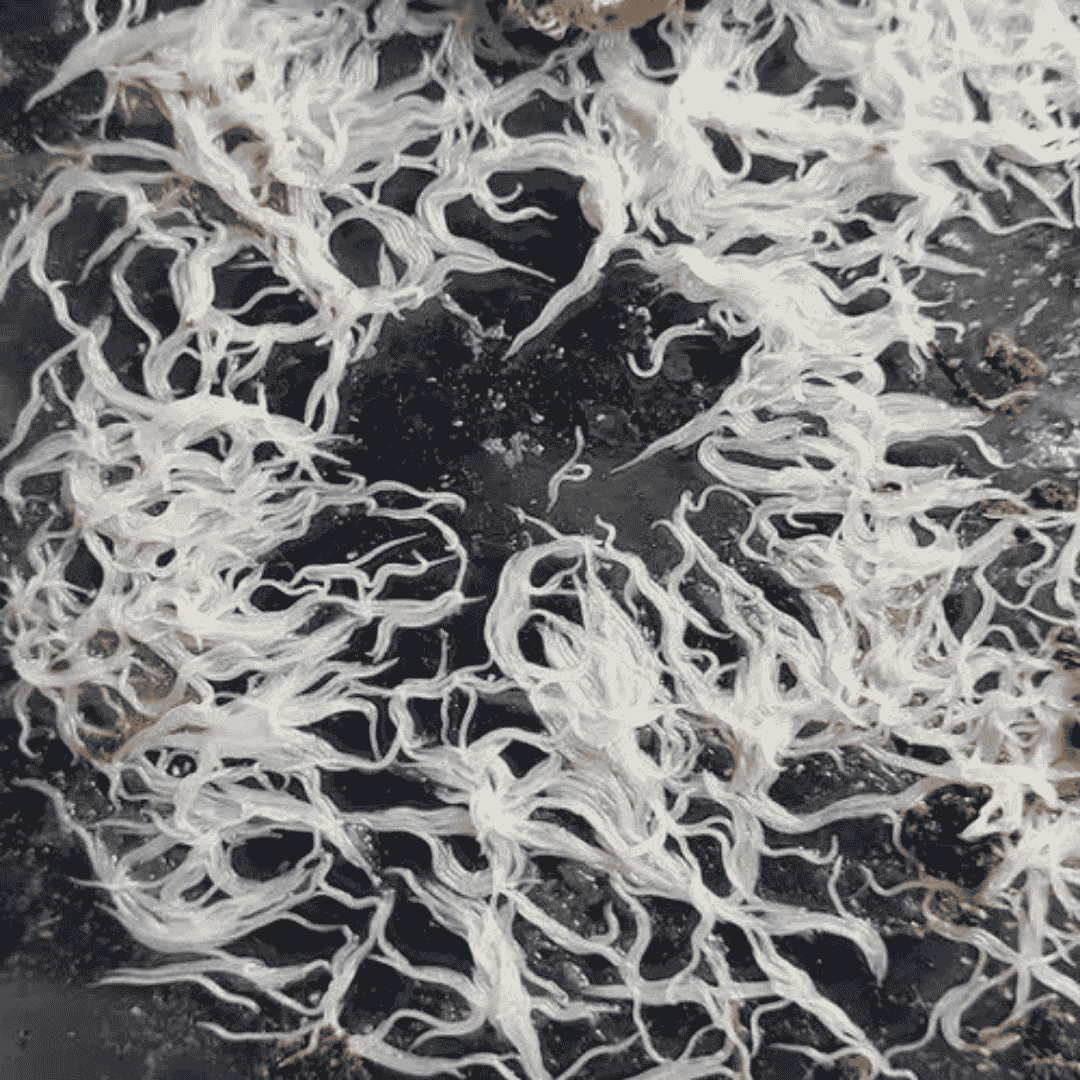 Grindal Worms Starter Culture - Live Pack