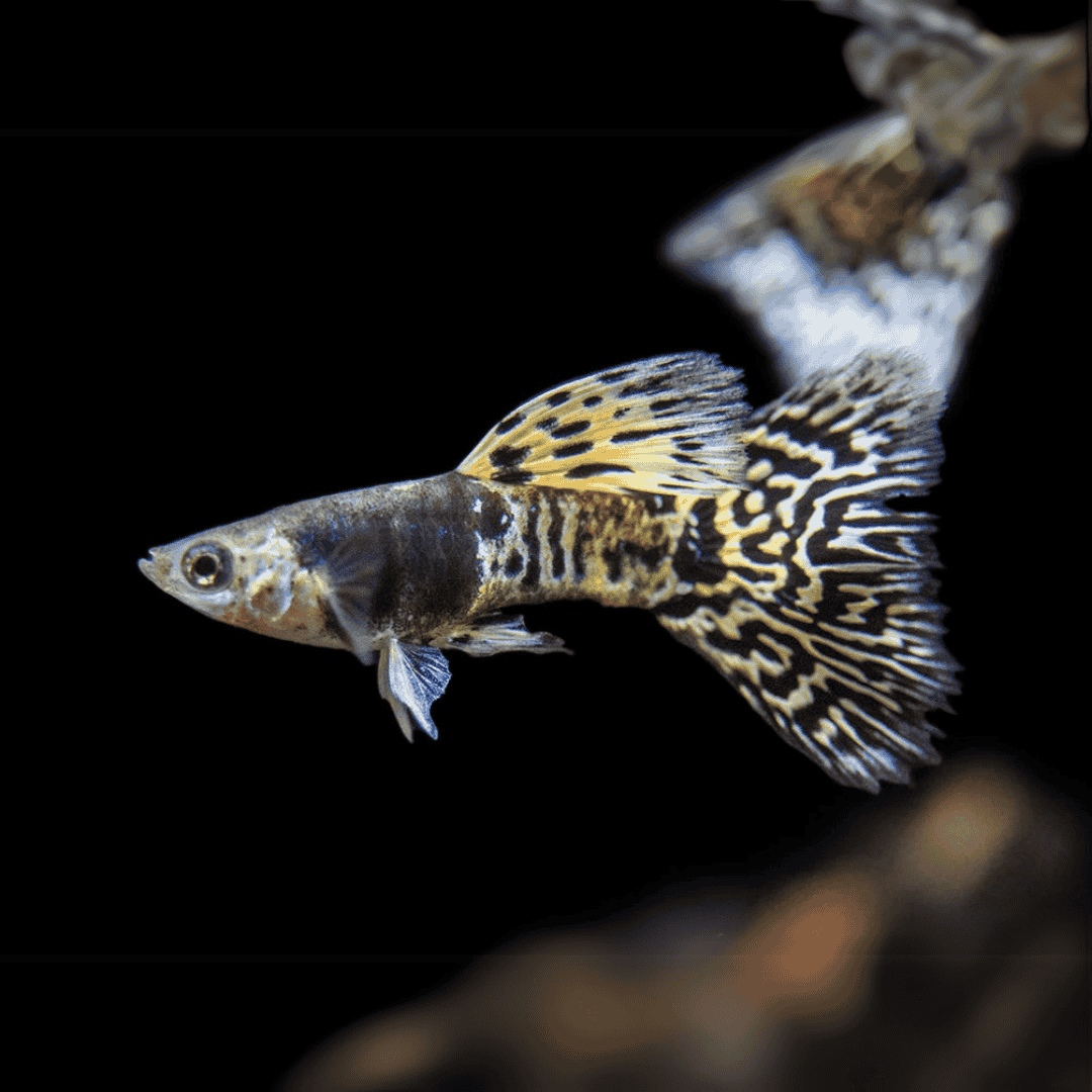 Guppy Siam Yellow Tiger