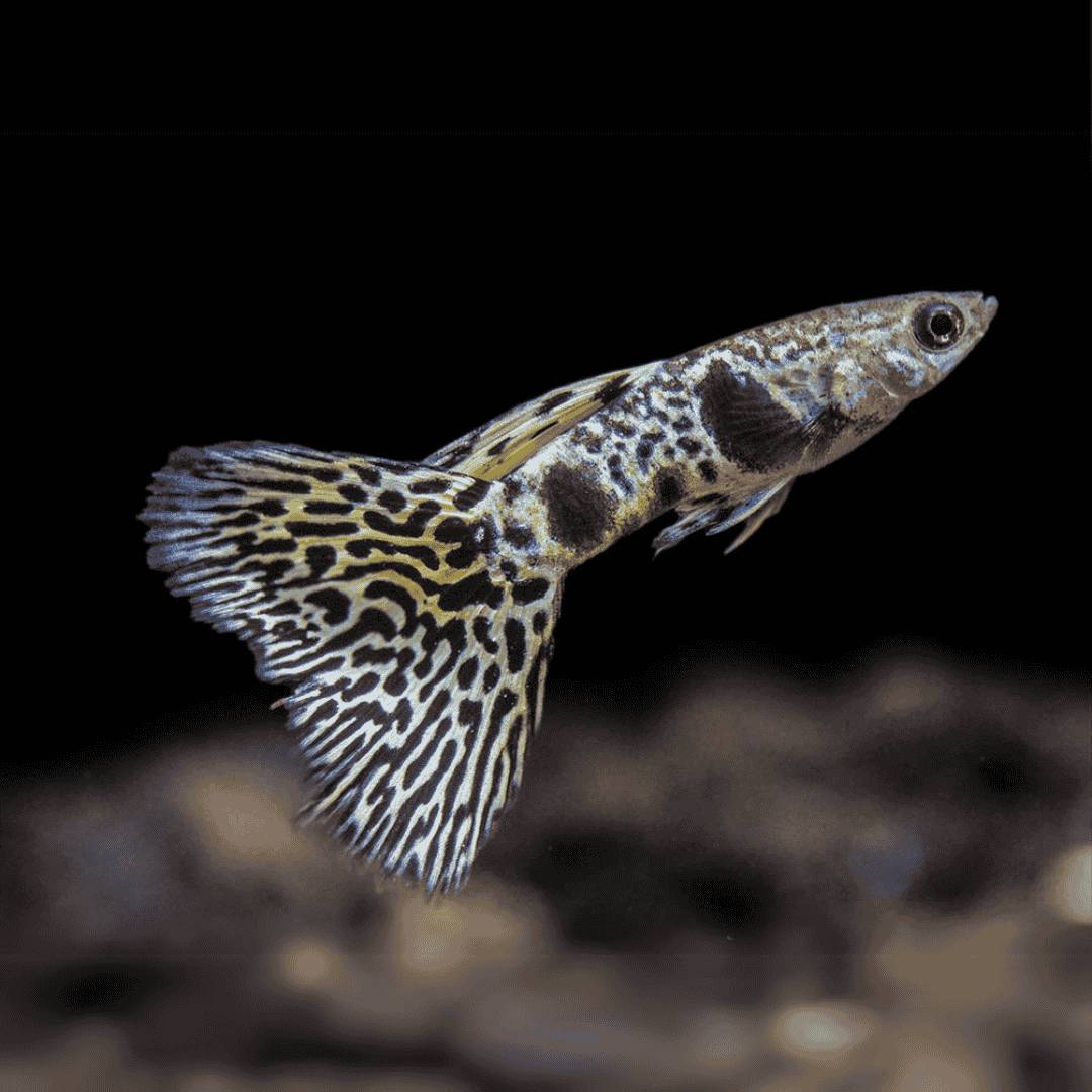 Guppy Siam Yellow Tiger