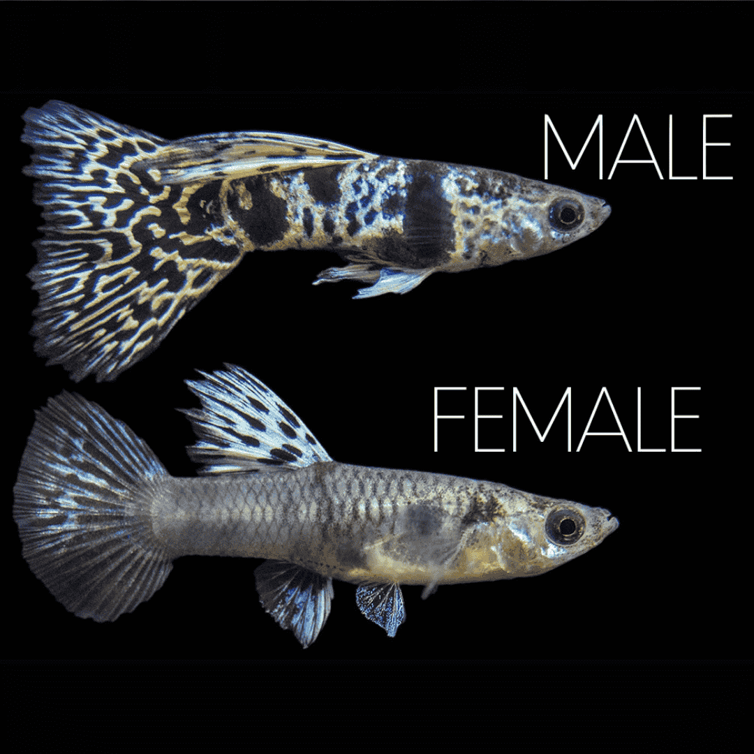 Guppy Siam Yellow Tiger