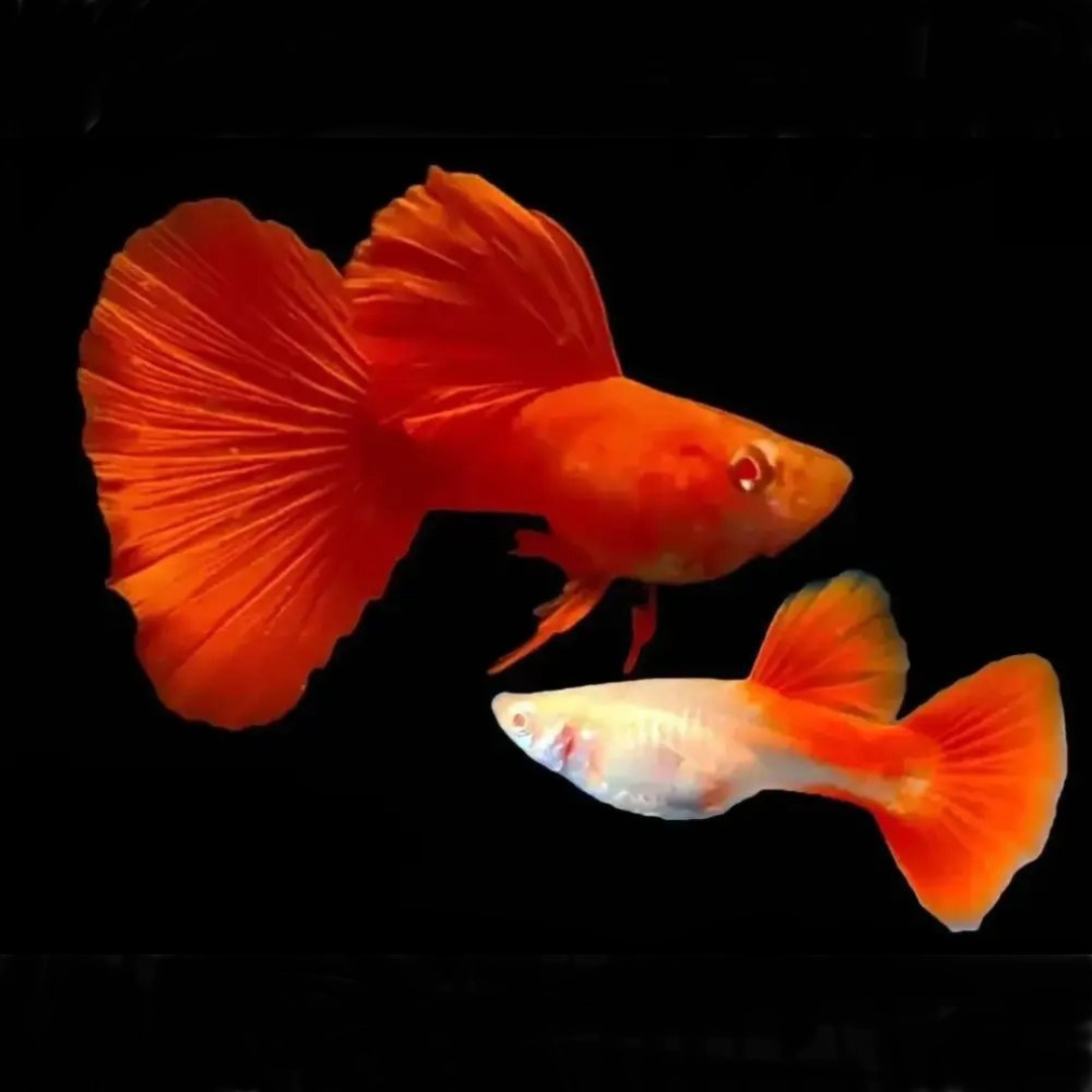 Guppy Albino Full Red