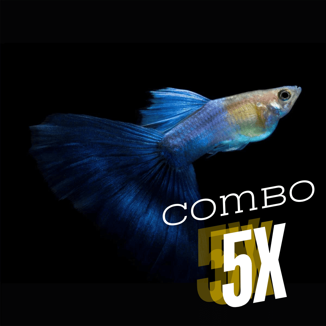 ಕೋರಲ್ ಬ್ಲೂ ಗುಪ್ಪಿ | ಗಂಡು ಮತ್ತು ಹೆಣ್ಣು