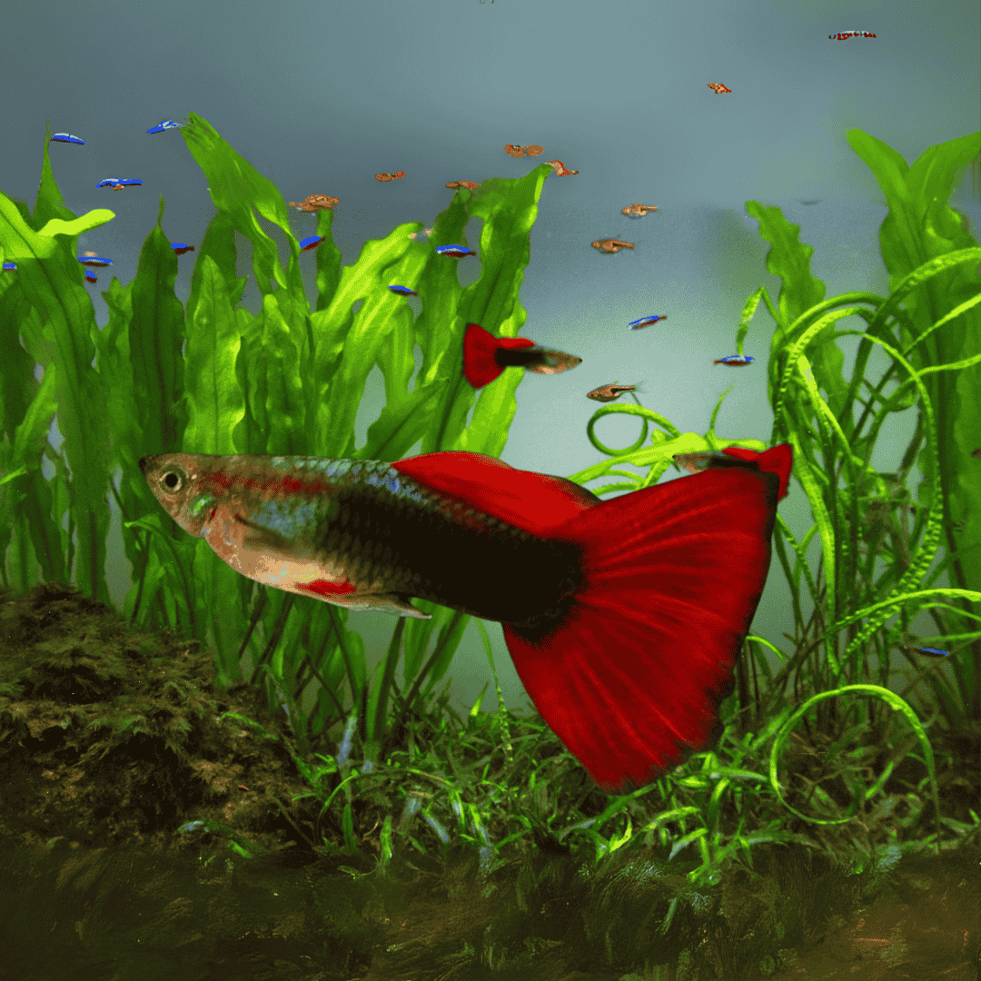 Guppy Red Taxi