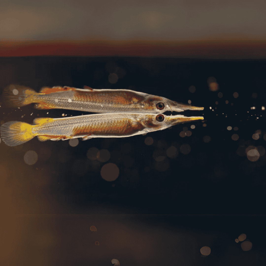 Half Beak - Planted tank fish - Each