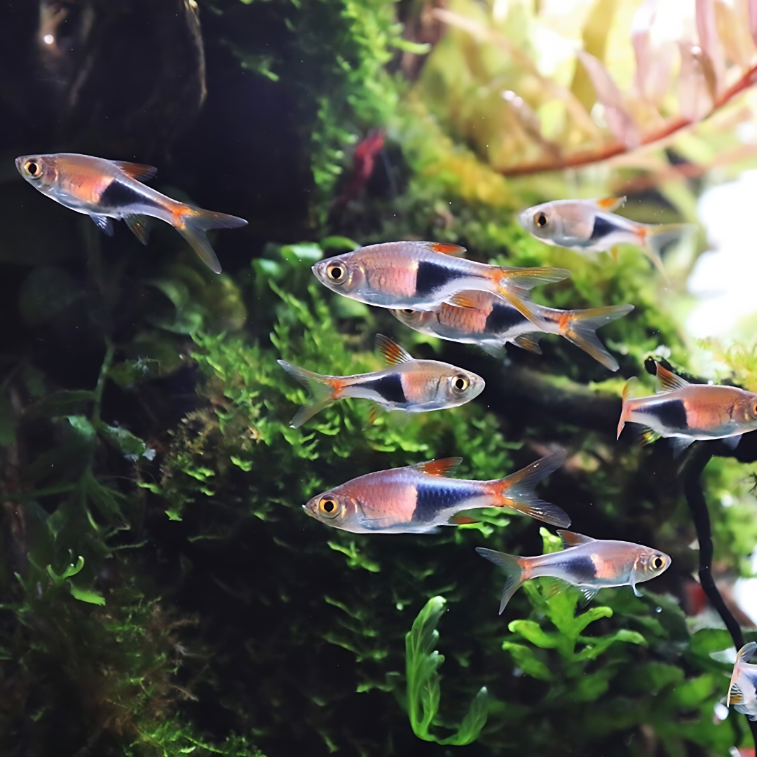 Live Fish Harlequin Rasbora | Planted Tank Fish | Single