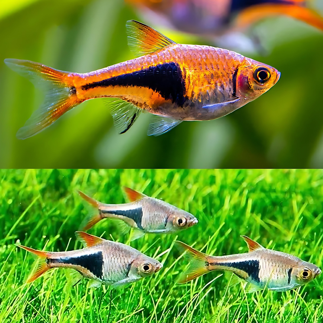 Live Fish Harlequin Rasbora | Planted Tank Fish | Single