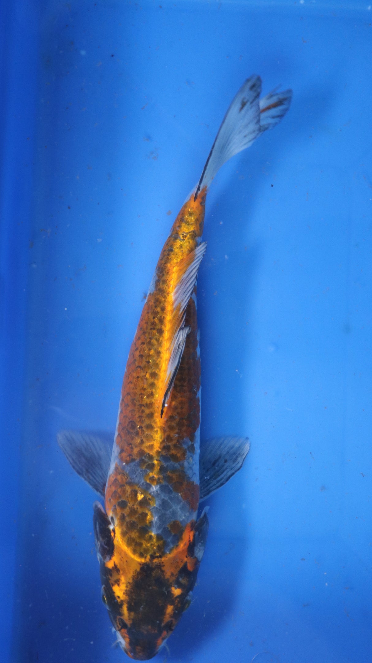 Fancy koi Fish - Single