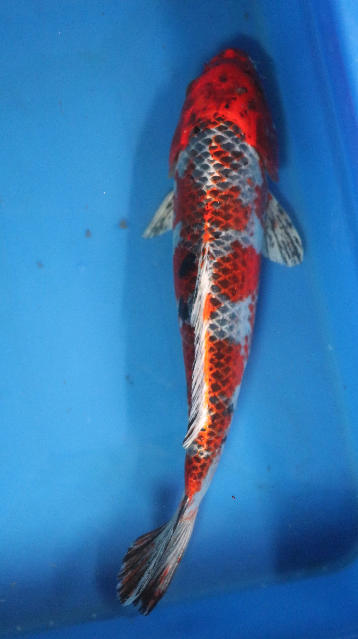 Fancy koi Fish - Single