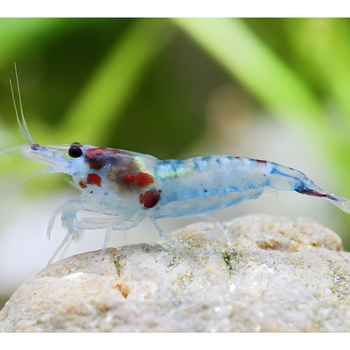 Live Fish Shrimp Blue Jelly | Single