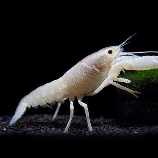 Lobster White Crayfish (2.5-3.5 Cms) | Single