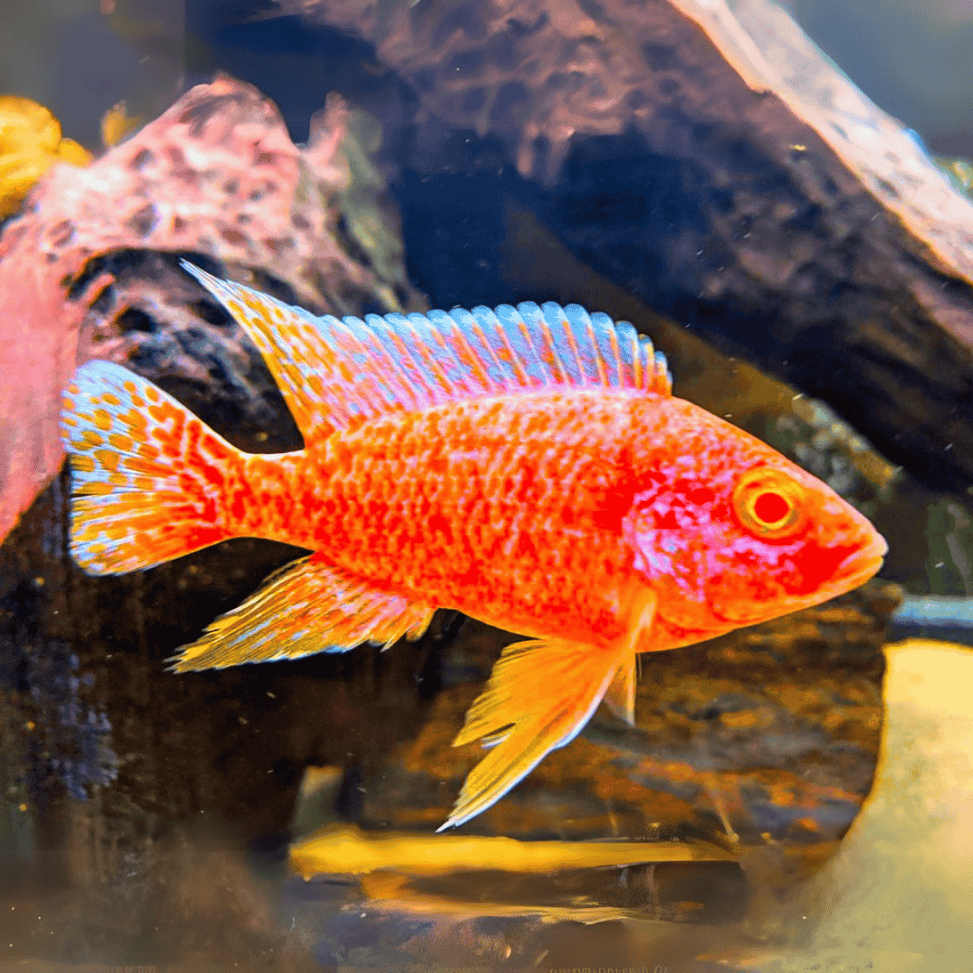 Malawi Peacock Cichlid Albino Strawberry (Size 2 Inches) - Single