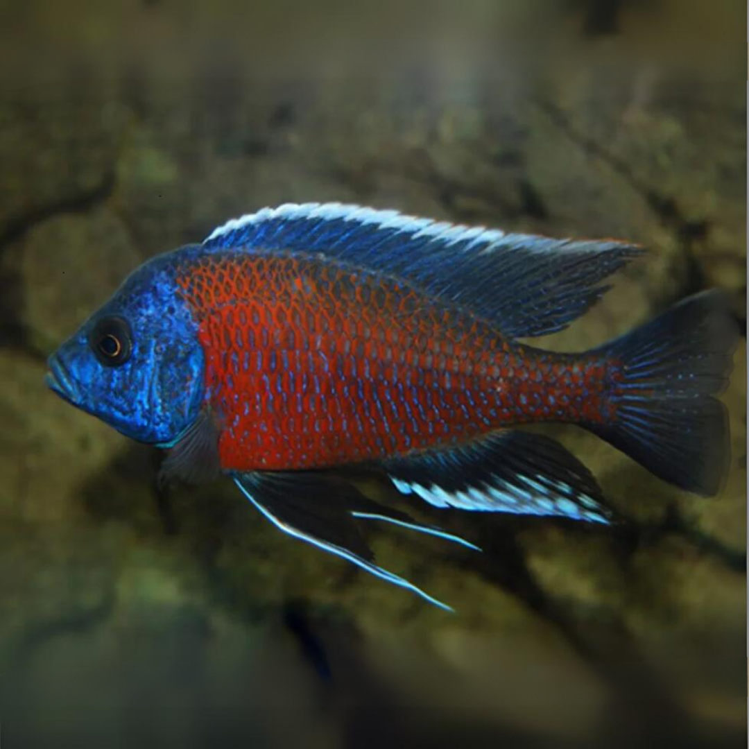 Live Fish Malawi Haps Cichlid Chimoto Red (Size 2 Inches) | Single