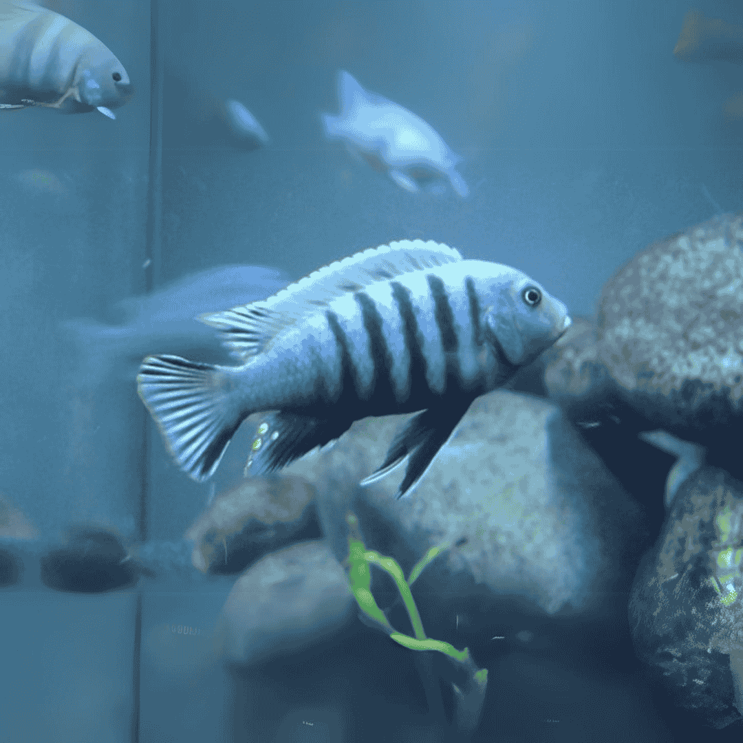 Malawi Mbuna Cichlid Dogtooth (Size 2"to 2.5") | Single