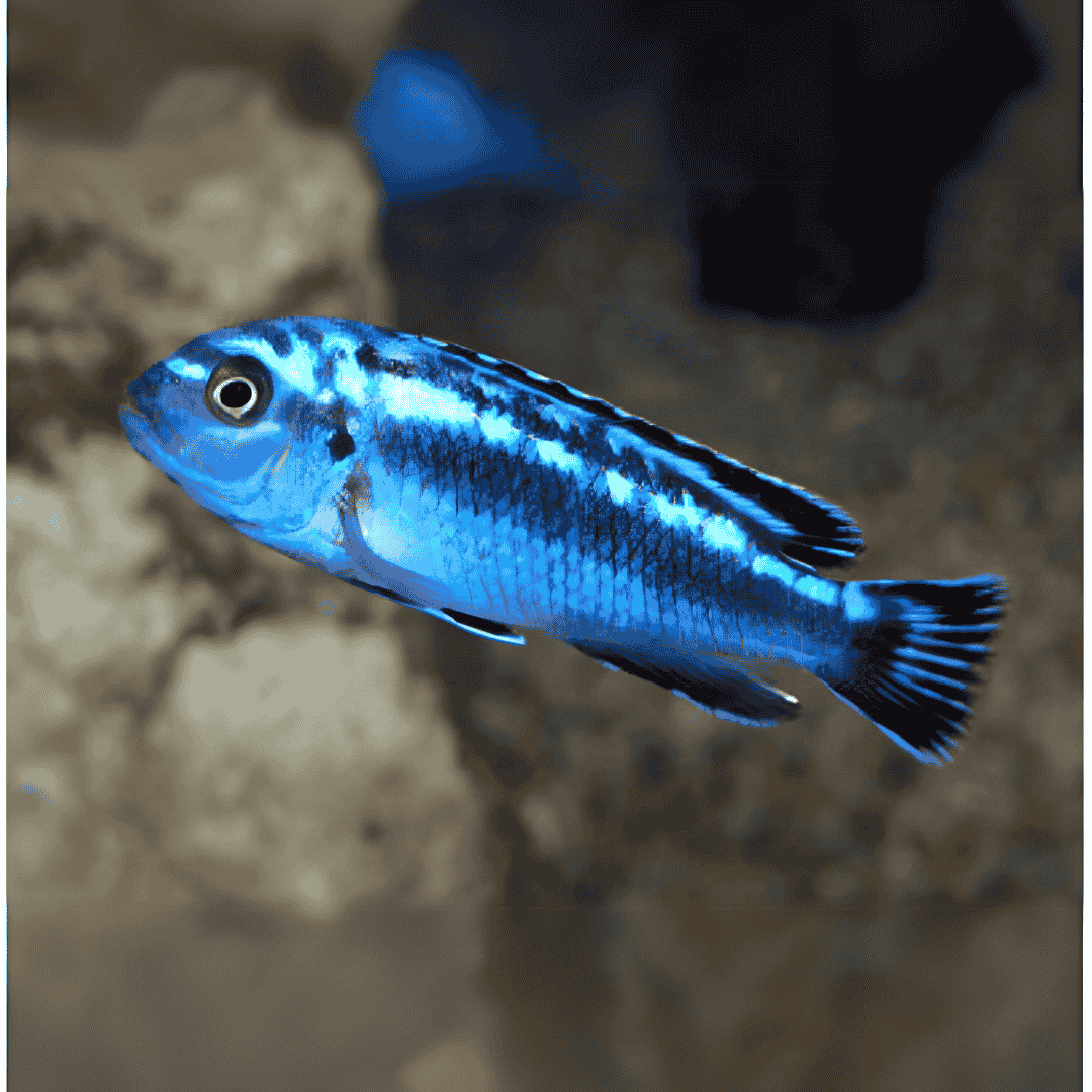 Live Fish Malawi Mbuna Cichlid Blue Johanni (Size 2 Inches) | Single