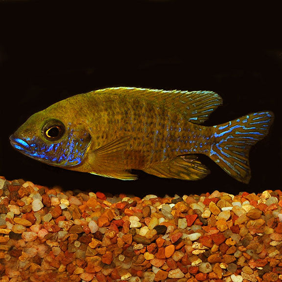Live Fish Malawi Peacock Cichlid Yellow (Size 2 Inches) | Single