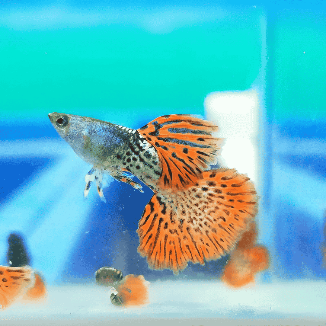 Guppy Metal Red Lace