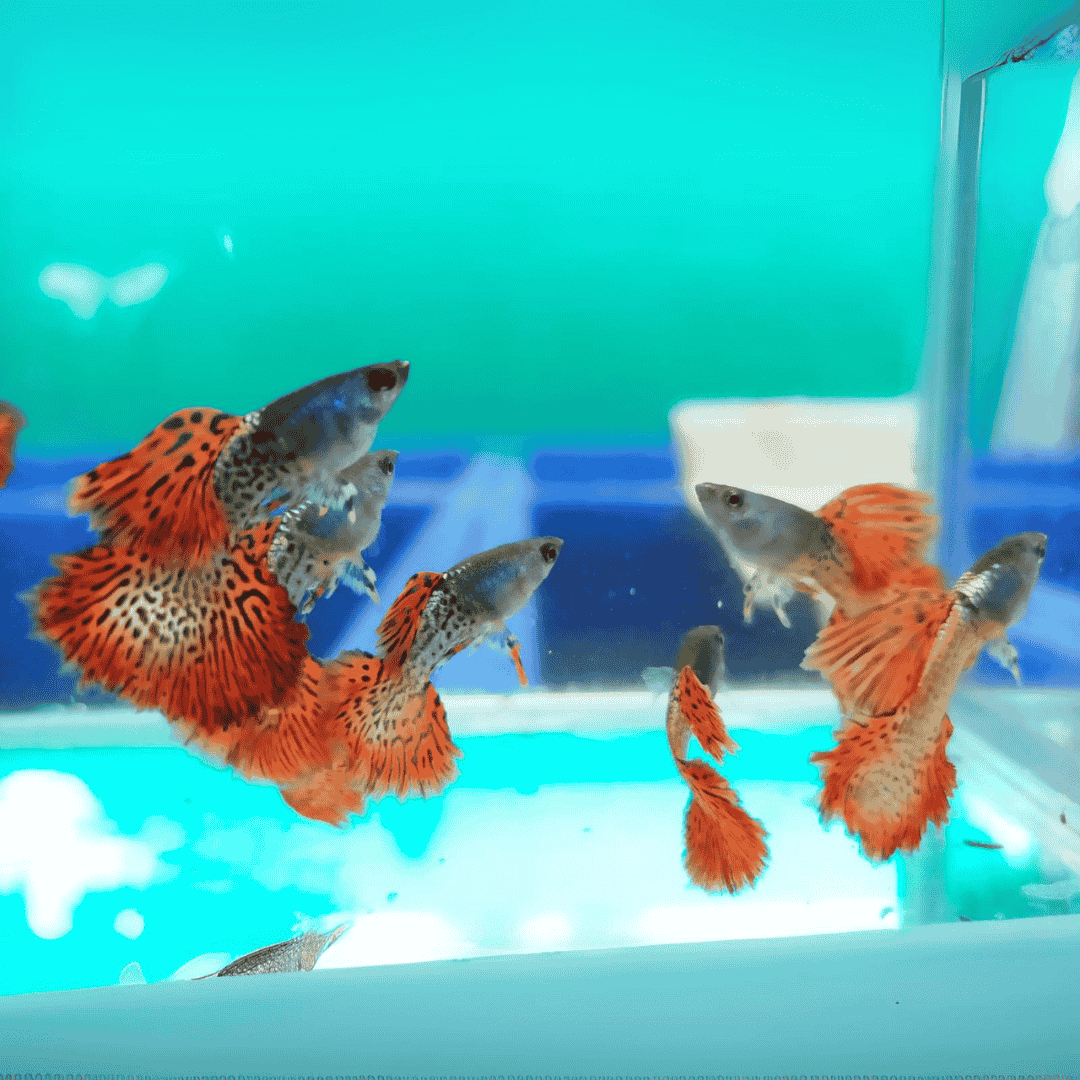 Guppy Metal Red Lace