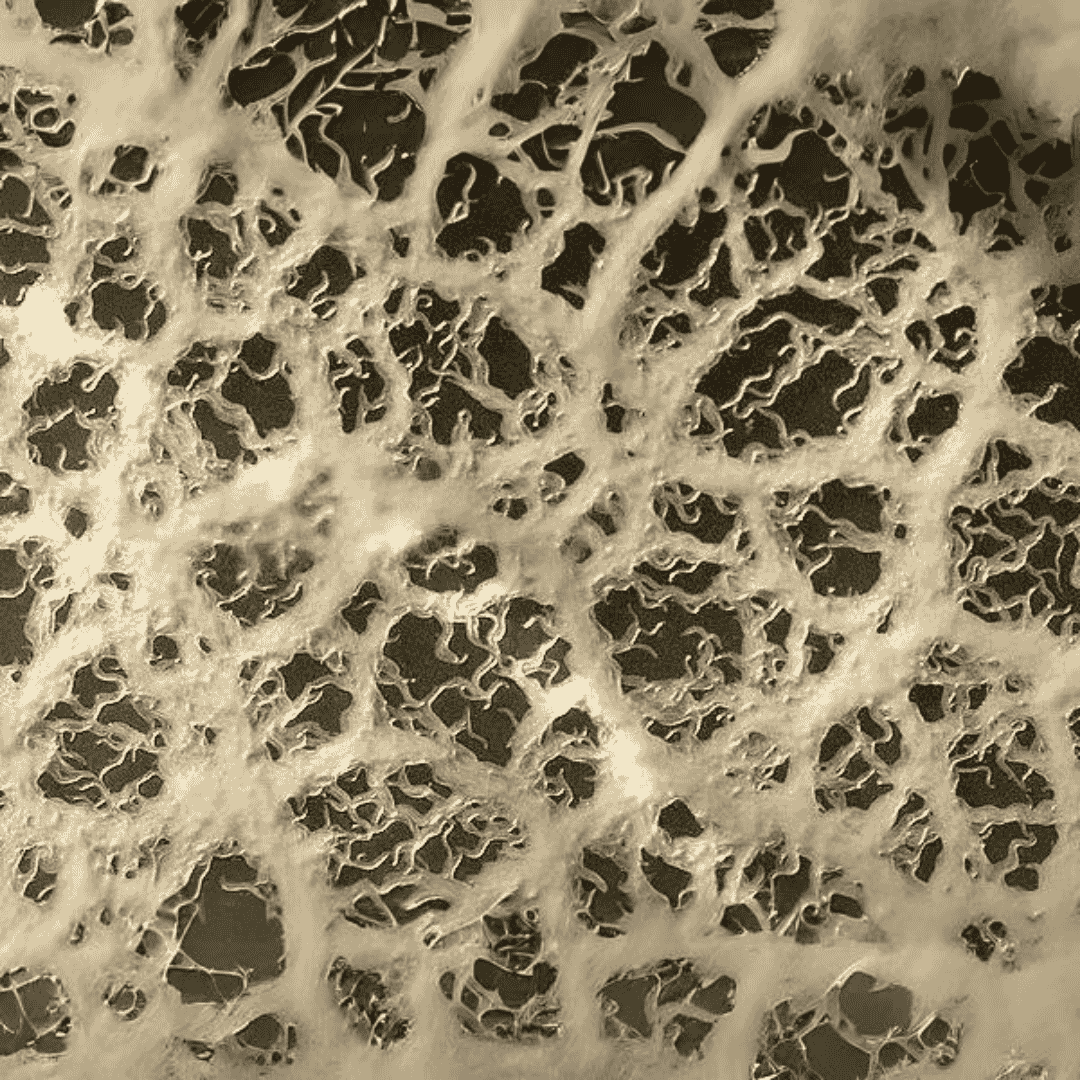 Micro Worms Starter Culture - Live Pack