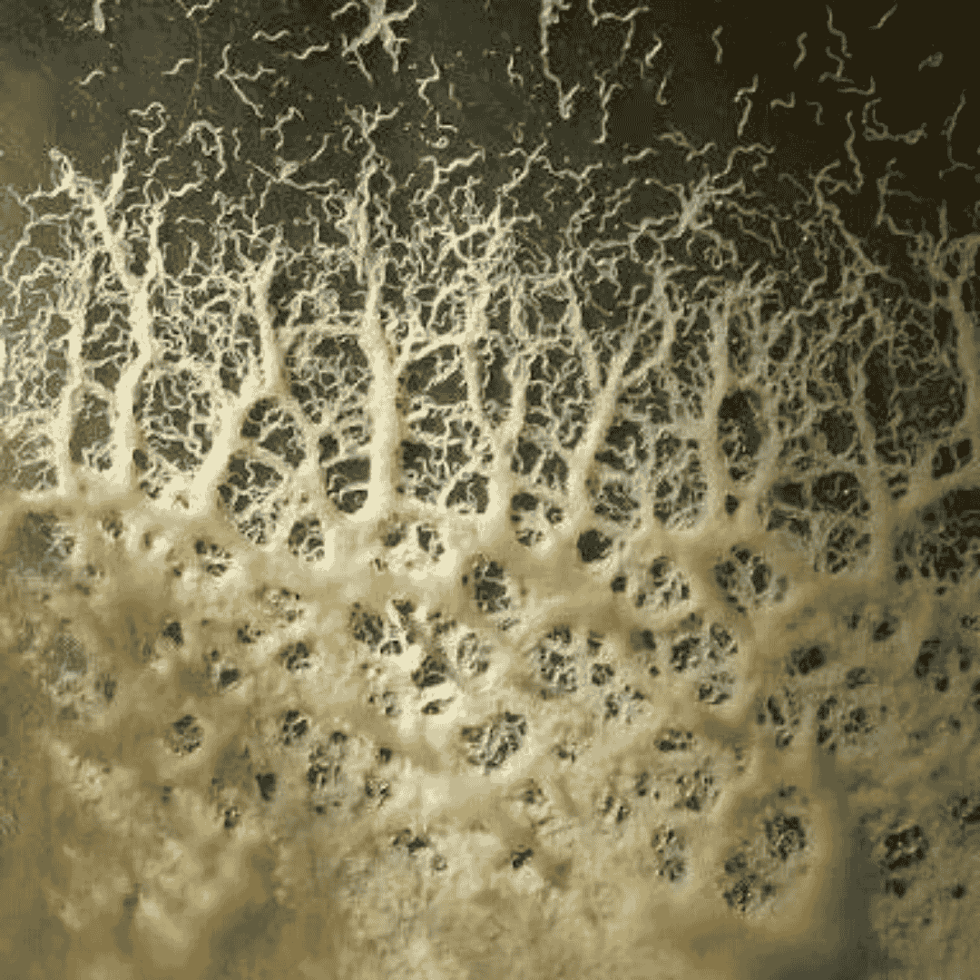 Micro Worms Starter Culture - Live Pack