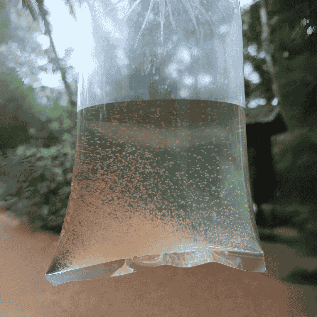 ಭೂಮಿಯ ಹುಳು ಹಾವು ಈಲ್ | ಏಕ | 4.5" ರಿಂದ 5.5"