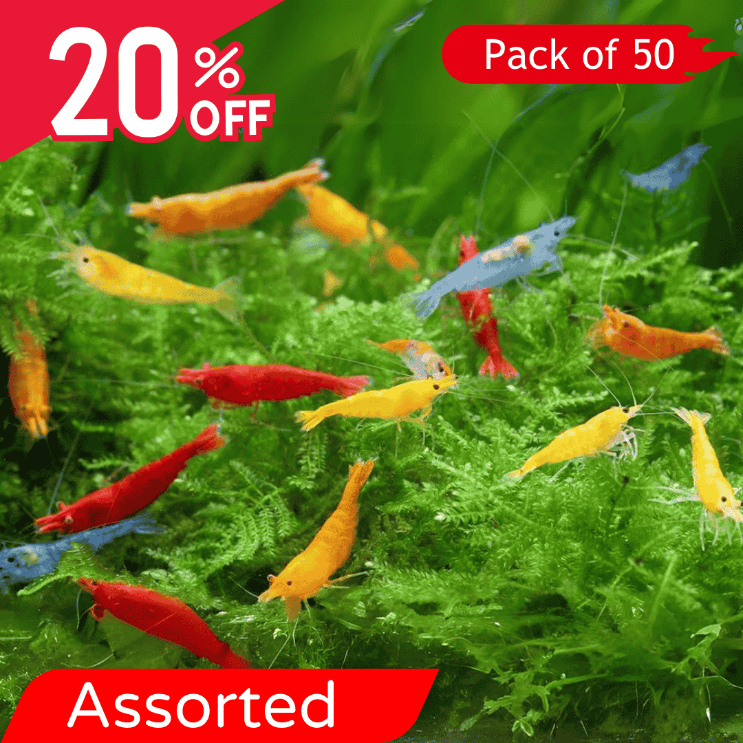 Neocaridina Primary Color Shrimps Assorted (Pack Of 50)