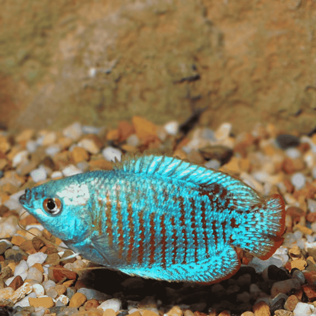 Neon Royal Blue Dwarf Gourami (4-5 cms) | Single
