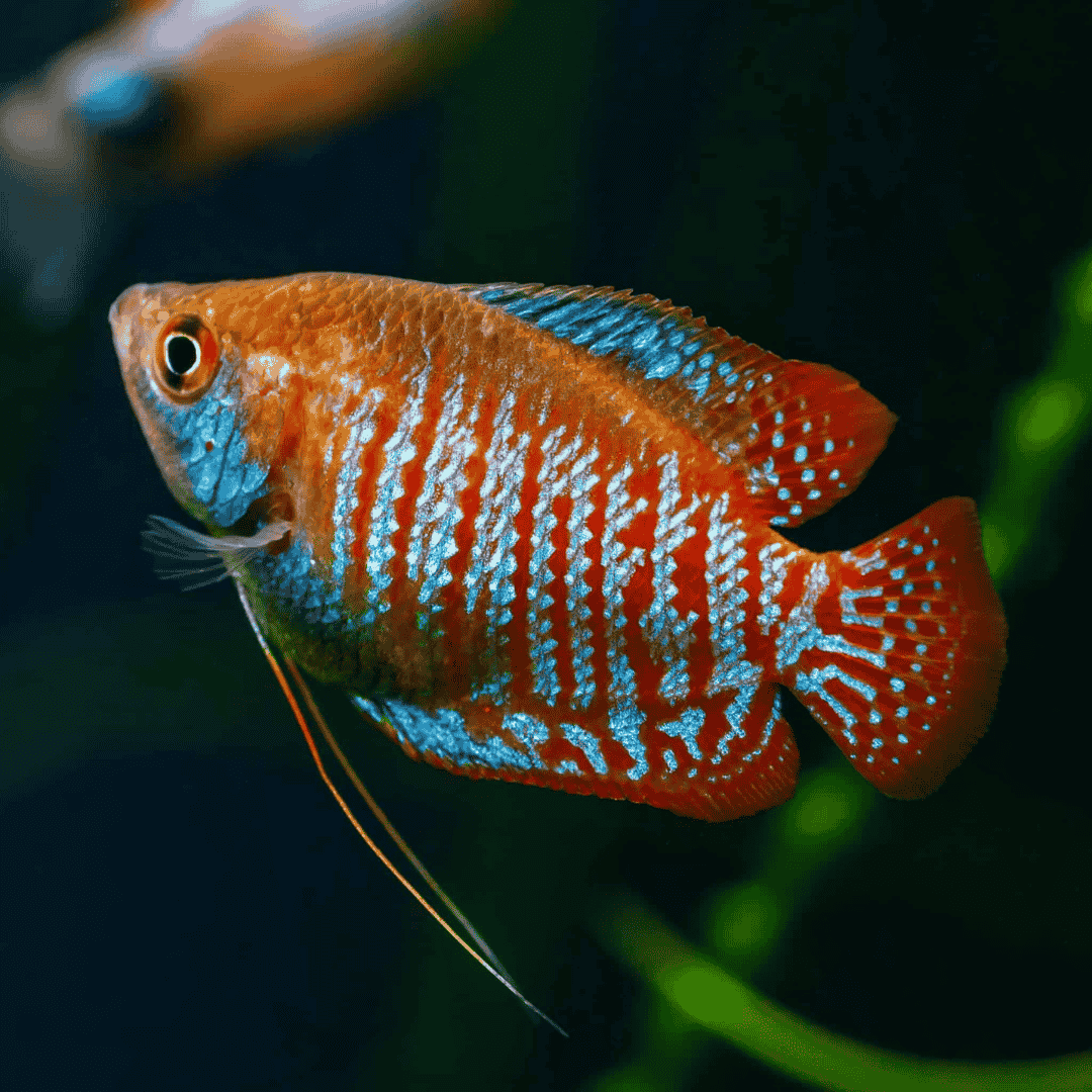 Neon Royal Red Dwarf Gourami (4-5 cms) | Male & Female